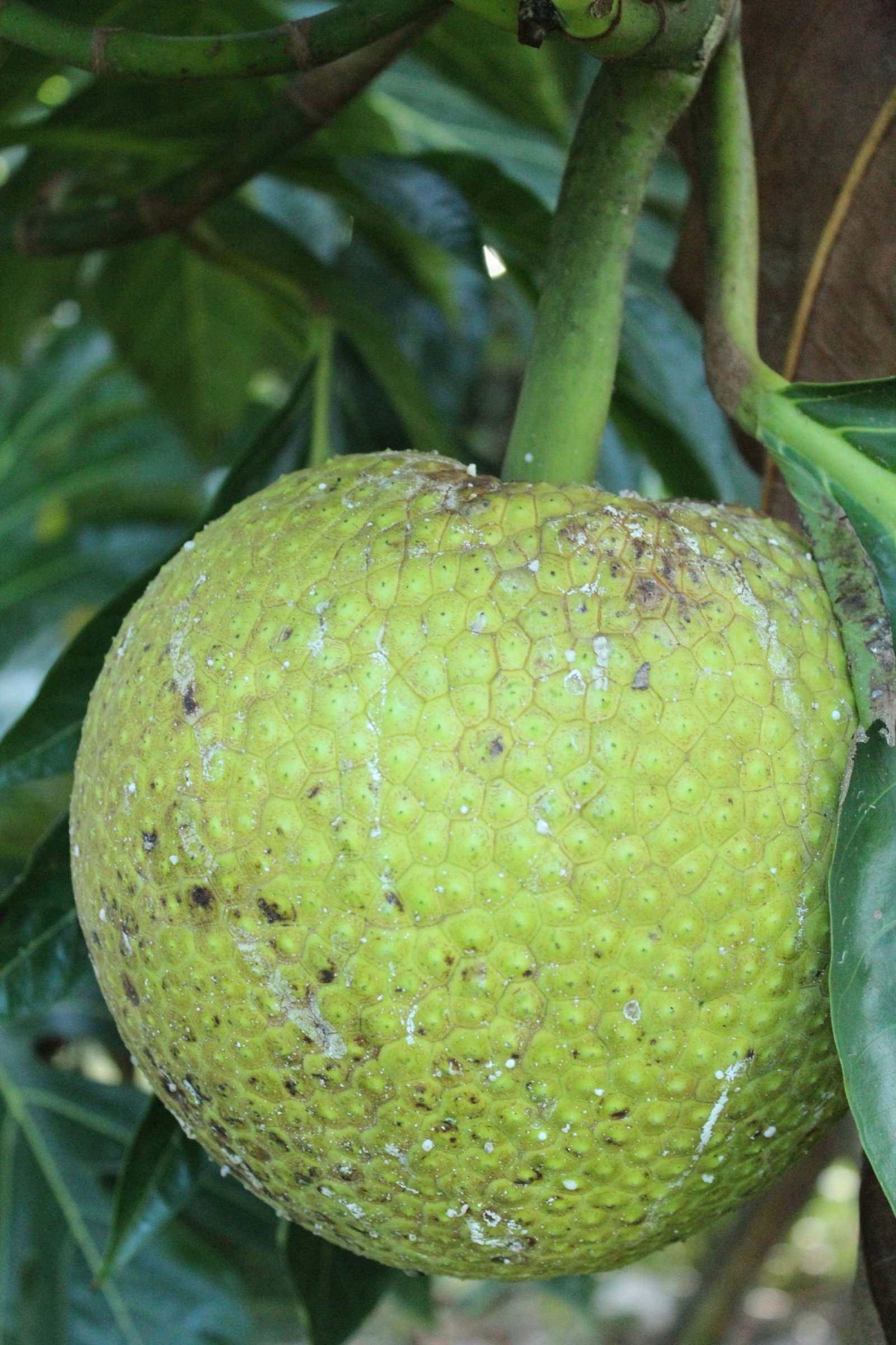 Un fruit à pain sur son arbre en Guadeloupe